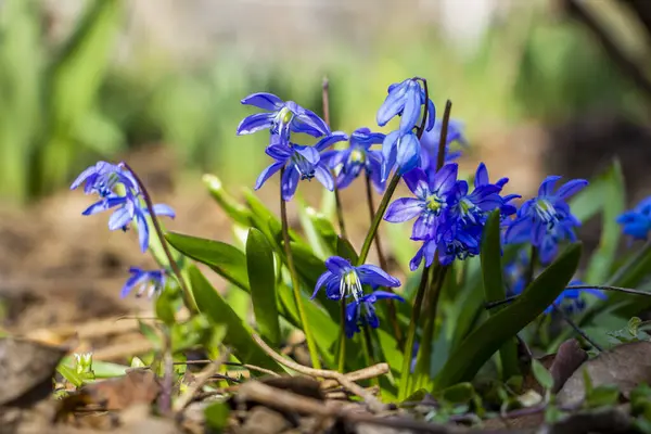 Düşen kardamlaları, Sibirya, mavi narin çiçekler, sarı orta, mavi erkek kediler, parlak, yeşil yapraklar, çimenler, yabani otlar, düşen yapraklar, makro, yakın plan, bulanık arka plan, erken bahar, park, doğa