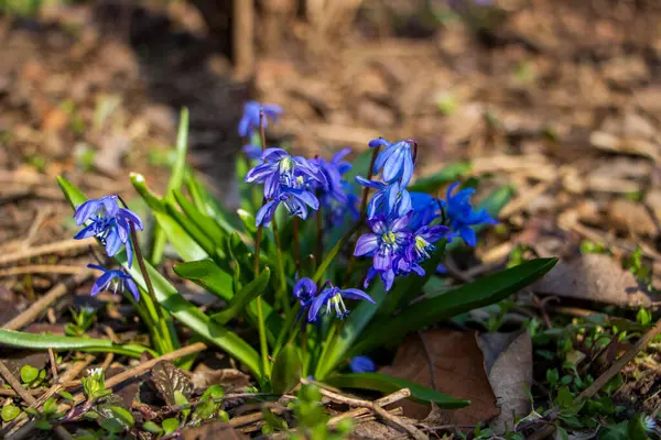 Düşen kardamlaları, Sibirya, mavi narin çiçekler, sarı orta, mavi erkek kediler, parlak, yeşil yapraklar, çimenler, yabani otlar, düşen yapraklar, makro, yakın plan, bulanık arka plan, erken bahar, park, doğa