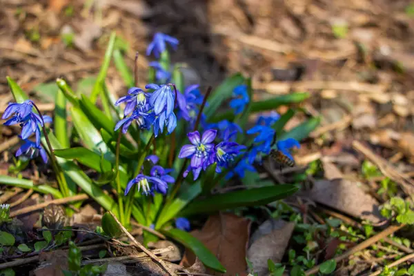 Düşen kardamlaları, Sibirya, mavi narin çiçekler, sarı orta, mavi erkek kediler, parlak, yeşil yapraklar, çimenler, yabani otlar, düşen yapraklar, makro, yakın plan, bulanık arka plan, erken bahar, park, doğa