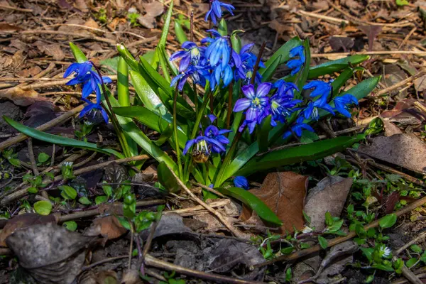 Düşen kardamlaları, Sibirya, mavi narin çiçekler, sarı orta, mavi erkek kediler, parlak, yeşil yapraklar, çimenler, yabani otlar, düşen yapraklar, makro, yakın plan, bulanık arka plan, erken bahar, park, doğa