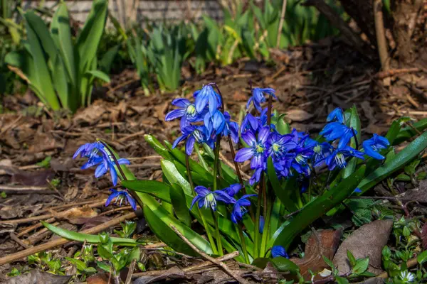 Düşen kardamlaları, Sibirya, mavi narin çiçekler, sarı orta, mavi erkek kediler, parlak, yeşil yapraklar, çimenler, yabani otlar, düşen yapraklar, makro, yakın plan, bulanık arka plan, erken bahar, park, doğa