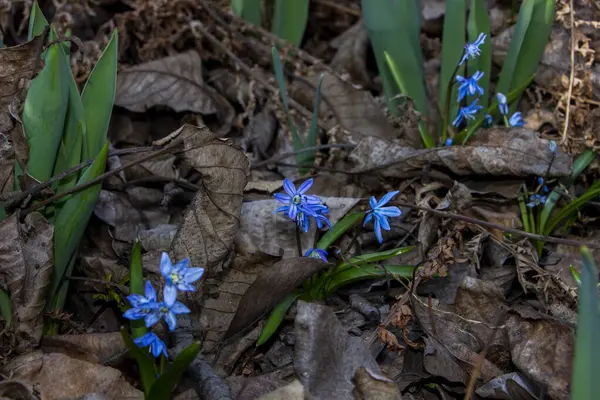 Düşen kardamlaları, Sibirya, mavi narin çiçekler, sarı orta, mavi erkek kediler, parlak, yeşil yapraklar, çimenler, yabani otlar, düşen yapraklar, makro, yakın plan, bulanık arka plan, erken bahar, park, doğa