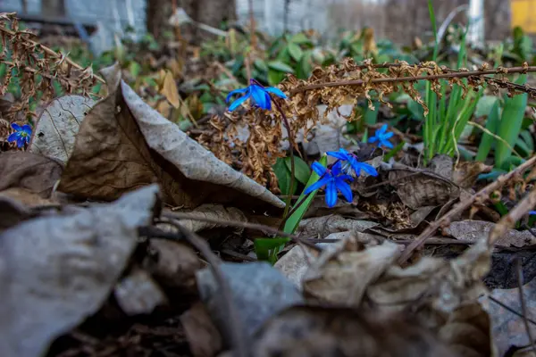 Düşen kardamlaları, Sibirya, mavi narin çiçekler, sarı orta, mavi erkek kediler, parlak, yeşil yapraklar, çimenler, yabani otlar, düşen yapraklar, makro, yakın plan, bulanık arka plan, erken bahar, park, doğa
