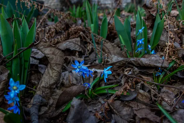 Düşen kardamlaları, Sibirya, mavi narin çiçekler, sarı orta, mavi erkek kediler, parlak, yeşil yapraklar, çimenler, yabani otlar, düşen yapraklar, makro, yakın plan, bulanık arka plan, erken bahar, park, doğa