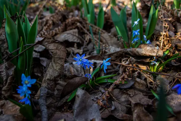 Düşen kardamlaları, Sibirya, mavi narin çiçekler, sarı orta, mavi erkek kediler, parlak, yeşil yapraklar, çimenler, yabani otlar, düşen yapraklar, makro, yakın plan, bulanık arka plan, erken bahar, park, doğa