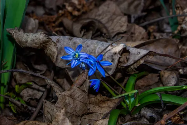 Düşen kardamlaları, Sibirya, mavi narin çiçekler, sarı orta, mavi erkek kediler, parlak, yeşil yapraklar, çimenler, yabani otlar, düşen yapraklar, makro, yakın plan, bulanık arka plan, erken bahar, park, doğa