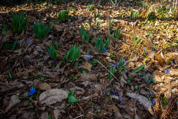 Kokulu menekşe, Viola odorata, rivina, uzaktan manzara, mavi narin çiçekler, dökülen yapraklar arasında, parlak yeşil yapraklar, çiçek, güneş, gölgeler çimenler, yabani otlar, orman, ilkbahar, park, doğa