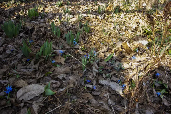 Kokulu menekşe, Viola odorata, rivina, uzaktan manzara, mavi narin çiçekler, dökülen yapraklar arasında, parlak yeşil yapraklar, çiçek, güneş, gölgeler çimenler, yabani otlar, orman, ilkbahar, park, doğa