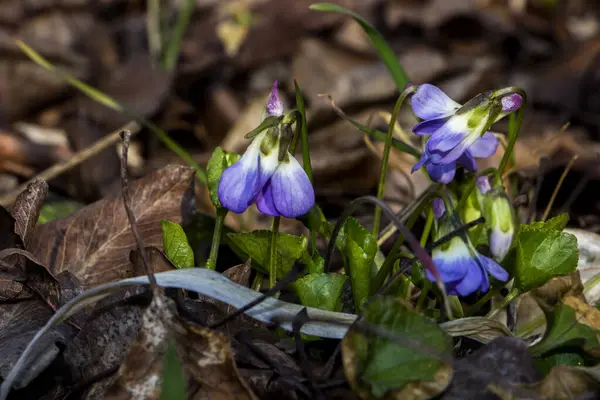 mis kokulu menekşe, viyola kokusu, rivina, mavi narin çiçekler, parlak yeşil yapraklar, beyaz orta, çimen, ot, düşmüş yapraklar, makro, yakın plan, karanlık arka plan, erken bahar, park, doğa, çiçek, orman, mevsim