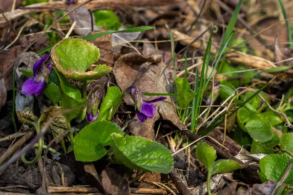 mis kokulu menekşe, viyola kokusu, rivina, mavi narin çiçekler, parlak yeşil yapraklar, beyaz orta, çimen, ot, düşmüş yapraklar, makro, yakın plan, karanlık arka plan, erken bahar, park, doğa, çiçek, orman, mevsim