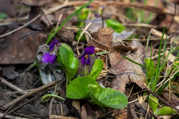 mis kokulu menekşe, viyola kokusu, rivina, mavi narin çiçekler, parlak yeşil yapraklar, beyaz orta, çimen, ot, düşmüş yapraklar, makro, yakın plan, karanlık arka plan, erken bahar, park, doğa, çiçek, orman, mevsim