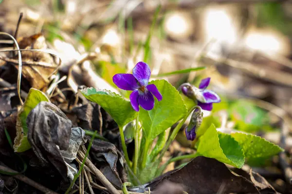 Kokulu menekşe, Viola odorata, rivina, mavi narin çiçekler, parlak, yeşil yapraklar, beyaz orta, çimen, ot, düşmüş yapraklar, makro, yakın plan, açık arkaplan, erken bahar, park, doğa