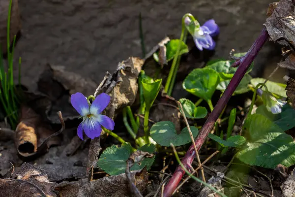 mis kokulu menekşe, viyola kokusu, rivina, mavi narin çiçekler, parlak yeşil yapraklar, beyaz orta, çimen, ot, düşmüş yapraklar, makro, yakın plan, karanlık arka plan, erken bahar, park, doğa, çiçek, orman, mevsim