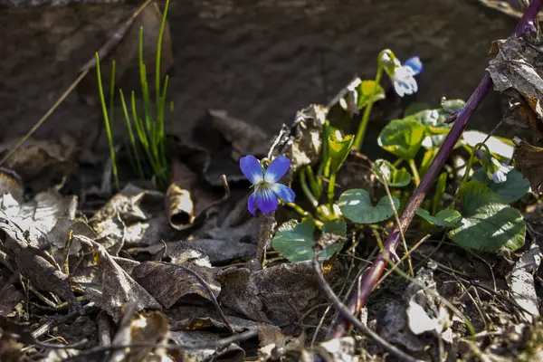 mis kokulu menekşe, viyola kokusu, rivina, mavi narin çiçekler, parlak yeşil yapraklar, beyaz orta, çimen, ot, düşmüş yapraklar, makro, yakın plan, karanlık arka plan, erken bahar, park, doğa, çiçek, orman, mevsim