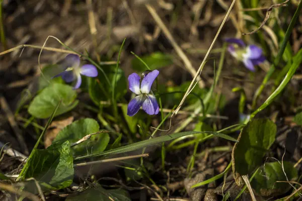 mis kokulu menekşe, viyola kokusu, rivina, mavi narin çiçekler, parlak yeşil yapraklar, beyaz orta, çimen, ot, düşmüş yapraklar, makro, yakın plan, karanlık arka plan, erken bahar, park, doğa, çiçek, orman, mevsim
