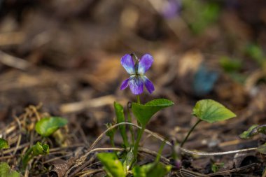 rivini menekşe, rivina, mavi narin çiçekler, beyaz orta, mavi damarlar, parlak, yeşil yapraklar, kuru çimenler arasında, yabani otlar, düşmüş yapraklar, mor, yakın plan, orman
