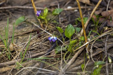 rivini menekşe, rivina, mavi narin çiçekler, beyaz orta, mavi damarlar, parlak, yeşil yapraklar, kuru çimenler arasında, yabani otlar, düşmüş yapraklar, mor, yakın plan, orman