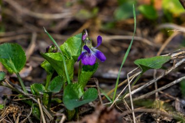 rivini menekşe, rivina, mavi narin çiçekler, beyaz orta, mavi damarlar, parlak, yeşil yapraklar, kuru çimenler arasında, yabani otlar, düşmüş yapraklar, mor, yakın plan, orman