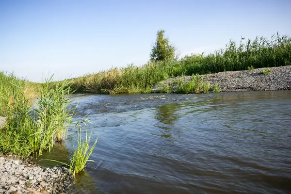 hızlı dağ nehri, akım, sığ, taş bankaları, yeşillik, sazlıklar, aşırı gelişmiş bankalar, yaz, ağaçlar, manzara, yansıma, manzara, yeşil, doğa,