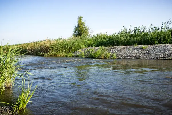 hızlı dağ nehri, akım, sığ, taş bankaları, yeşillik, sazlıklar, aşırı gelişmiş bankalar, yaz, ağaçlar, manzara, yansıma, manzara, yeşil, doğa,