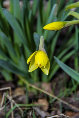 Yarı çiçek açan sarı nergis, arka plan yeşil yapraklar, ilkbahar çiçekleri, tomurcuk, narin yapraklar, dökülen yapraklar arasında, parlak, çiçek, güneş, gölge, çimen, orman, ilkbahar, park, doğa