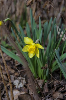 Sarı nergis, ilkbahar çiçekleri, uzaklardan manzara, narin yapraklar arasında, parlak, yeşil yapraklar, çiçekler, güneş, gölge, çimenler, yabani otlar, orman, erken bahar, park, doğa, çiçek, narsis