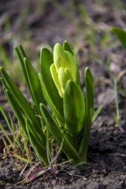 Zhuvak zambağının tomurcukları, beyaz krem, yeşil yaprakların arasında, yakın plan, yumuşak, arka plan kahverengi-yeşil, erken bahar çiçekleri, düşmüş, parlak, çimen, orman, ilkbahar başlangıcı, park, doğa