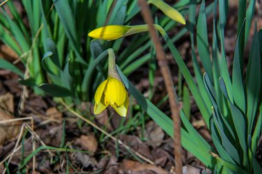 Yarı çiçek açan sarı nergis, arka plan yeşil yapraklar, ilkbahar çiçekleri, tomurcuk, narin yapraklar, dökülen yapraklar arasında, parlak, çiçek, güneş, gölge, çimen, orman, ilkbahar, park, doğa