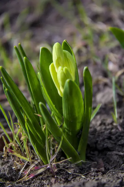 Zhuvak zambağının tomurcukları, beyaz krem, yeşil yaprakların arasında, yakın plan, yumuşak, arka plan kahverengi-yeşil, erken bahar çiçekleri, düşmüş, parlak, çimen, orman, ilkbahar başlangıcı, park, doğa