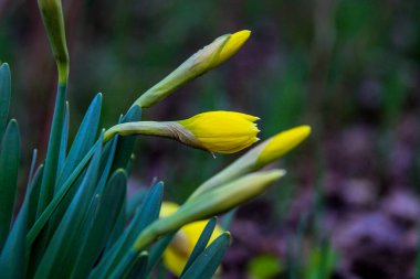 Yarı çiçeklenmiş sarı nergis, bir sürü tomurcuk, makro, arka plan yeşil yapraklar, ilkbahar çiçekleri, narin taç yaprakları, parlak, çiçekler, orman, erken bahar, park, doğa