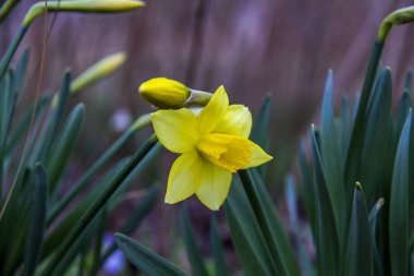 Sarı nergis çiçeklendi, tomurcuk, makro, arka plan yeşil yapraklar, ilkbahar çiçekleri, narin yapraklar, parlak çiçekler, orman, erken bahar, park, doğa, mevsim, çiçek