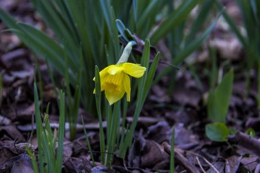 Yarı çiçek açmış sarı nergis, çiçek açmış tomurcuk, makro, arka plan yeşil yapraklar, erken bahar çiçekleri, narin taç yaprakları, parlak, çiçekler, orman, erken bahar, park, doğa