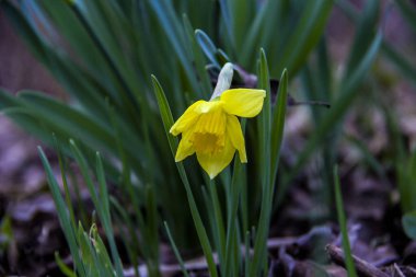 Yarı çiçek açmış sarı nergis, çiçek açmış tomurcuk, makro, arka plan yeşil yapraklar, erken bahar çiçekleri, narin taç yaprakları, parlak, çiçekler, orman, erken bahar, park, doğa