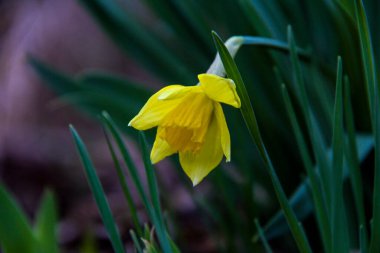 Yarı çiçek açmış sarı nergis, çiçek açmış tomurcuk, makro, arka plan yeşil yapraklar, erken bahar çiçekleri, narin taç yaprakları, parlak, çiçekler, orman, erken bahar, park, doğa
