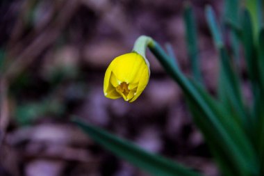 Yarı çiçek açmış sarı nergis, çiçek açmış tomurcuk, makro, arka plan yeşil yapraklar, erken bahar çiçekleri, narin taç yaprakları, parlak, çiçekler, orman, erken bahar, park, doğa