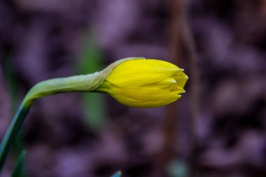Yarı çiçek açmış sarı nergis, çiçek açmış tomurcuk, makro, arka plan yeşil yapraklar, erken bahar çiçekleri, narin taç yaprakları, parlak, çiçekler, orman, erken bahar, park, doğa