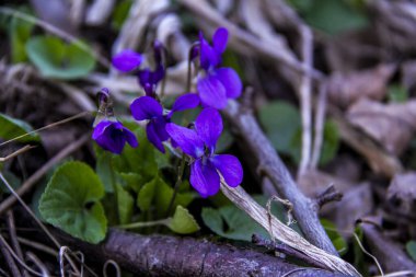 mis kokulu menekşe, viyola, sade, lacivert narin çiçekler, parlak, yeşil yapraklar, mor renkler, çimenler, düşmüş yapraklar, makro, yakın plan, koyu arkaplan, erken bahar, park, doğa, çiçek, orman,