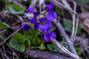 mis kokulu menekşe, viyola, sade, lacivert narin çiçekler, parlak, yeşil yapraklar, mor renkler, çimenler, düşmüş yapraklar, makro, yakın plan, koyu arkaplan, erken bahar, park, doğa, çiçek, orman,
