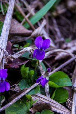 mis kokulu menekşe, viyola, sade, lacivert narin çiçekler, parlak, yeşil yapraklar, mor renkler, çimenler, düşmüş yapraklar, makro, yakın plan, koyu arkaplan, erken bahar, park, doğa, çiçek, orman,