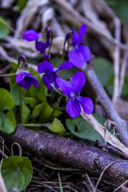 mis kokulu menekşe, viyola, sade, lacivert narin çiçekler, parlak, yeşil yapraklar, mor renkler, çimenler, düşmüş yapraklar, makro, yakın plan, koyu arkaplan, erken bahar, park, doğa, çiçek, orman,