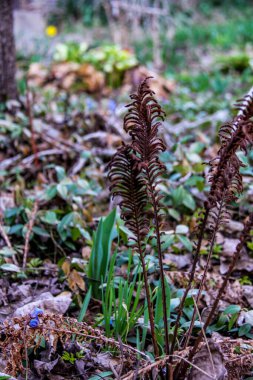 eğreltiotu, kuru yapraklar, bükülmüş yeşil çimenler, düşen yapraklar, makro, yakın plan, hafif arka plan, ilkbahar başlangıcı, park, doğa, orman, bahçe
