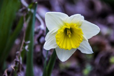 Çiçek açan beyaz-sarı nergis, sarı orta, erkek organı, makro, arka plan yeşil yapraklar, yakın plan, erken bahar çiçekleri, narin taç yaprakları, parlak, çiçek, orman, erken bahar, park, doğa, orman