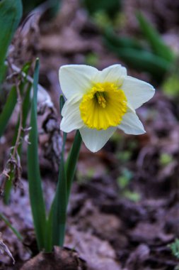 Çiçek açan beyaz-sarı nergis, sarı orta, erkek organı, makro, arka plan yeşil yapraklar, yakın plan, erken bahar çiçekleri, narin taç yaprakları, parlak, çiçek, orman, erken bahar, park, doğa, orman
