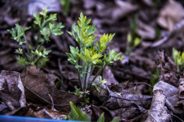 Artemisia princeps, yomogi, Japon, Kore pelin otu, yaprakların arasında filizlenmiş, küçük çalı, yeşillik, genç, makro, yakın plan, büyüyen bahar, park, doğa,