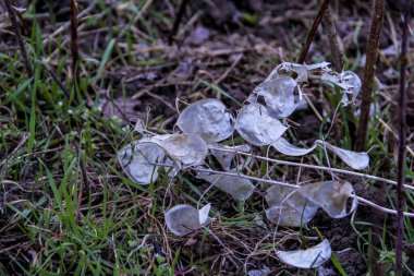 Ay çiçeği, ay çiçeği, yuvarlak dikenler, beyaz, parlak, uzun gövde, kuru, yerde uzanmış, çimenlerde, tohumlarda, makro, yakın plan, ilkbahar başı, park, doğa, kahverengi,