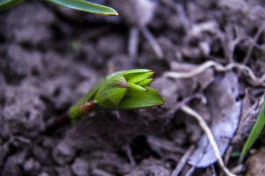 Çiçek açan bitki, zambak, Fritillaria, yeni roset, genç, yapraklar, arka plan kuru ot, düşen yapraklar, makro, yakın plan, büyüyen bahar, park, doğa, orman, bahçe.