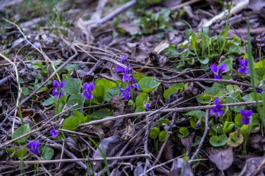 mis kokulu menekşe, viyola, sade, koyu mavi narin çiçekler, parlak, yeşil yapraklar, mor renk, çimen, düşmüş yapraklar, makro, yakın plan, erken bahar, park, doğa, çiçek, orman, yakın plan