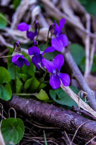 mis kokulu menekşe, viyola, sade, lacivert narin çiçekler, parlak, yeşil yapraklar, mor renkler, çimenler, düşmüş yapraklar, makro, yakın plan, koyu arkaplan, erken bahar, park, doğa, çiçek, orman,