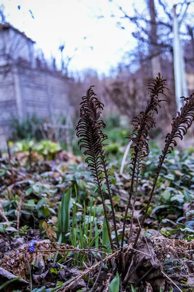 eğreltiotu, kuru yapraklar, bükülmüş yeşil çimenler, düşen yapraklar, makro, yakın plan, hafif arka plan, ilkbahar başlangıcı, park, doğa, orman, bahçe