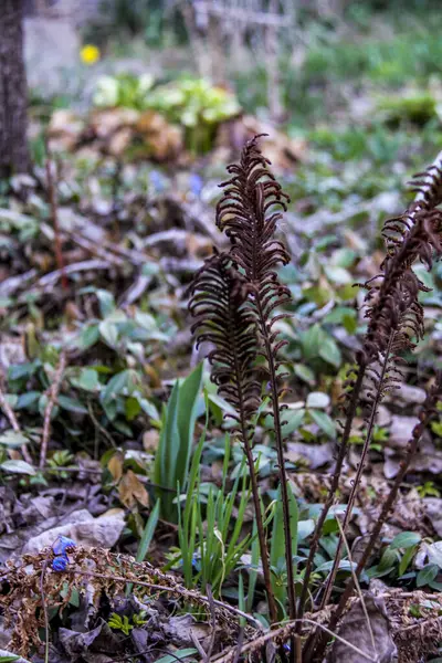 eğreltiotu, kuru yapraklar, bükülmüş yeşil çimenler, düşen yapraklar, makro, yakın plan, hafif arka plan, ilkbahar başlangıcı, park, doğa, orman, bahçe